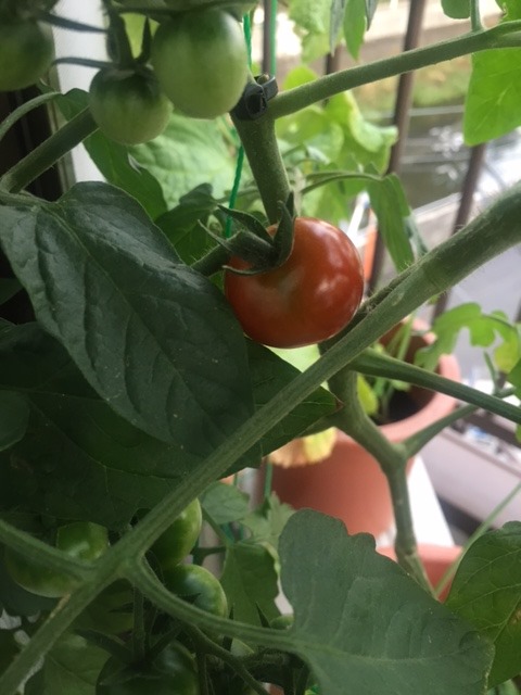 トマトは食虫植物だった 育てて気づくことがある Nop