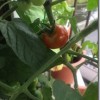 トマトは食虫植物だった？ 育てて気づくことがある